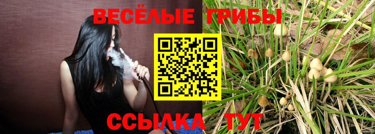Камышин  Галлюциногенные грибы прущие грибы  Вход с VPN  Псилоцибиновые грибы Psilocybe 
