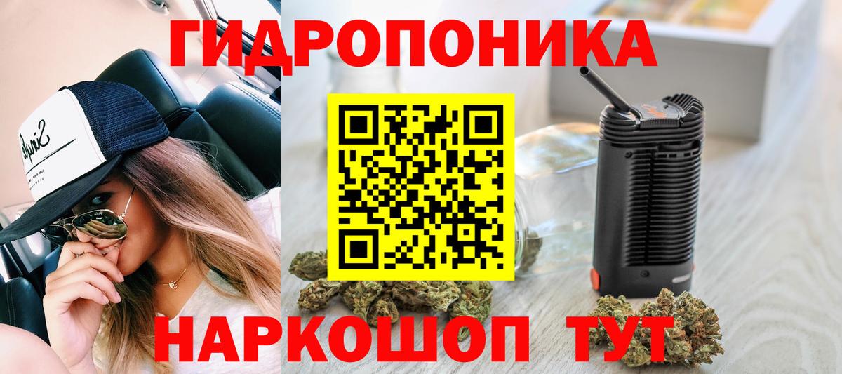 Камышин  Каннабис Bruce Banner  Конопля семена  Каннабис семена  Вход с VPN 
